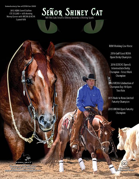 Senor Shiney Cat 2019 RGB.jpg